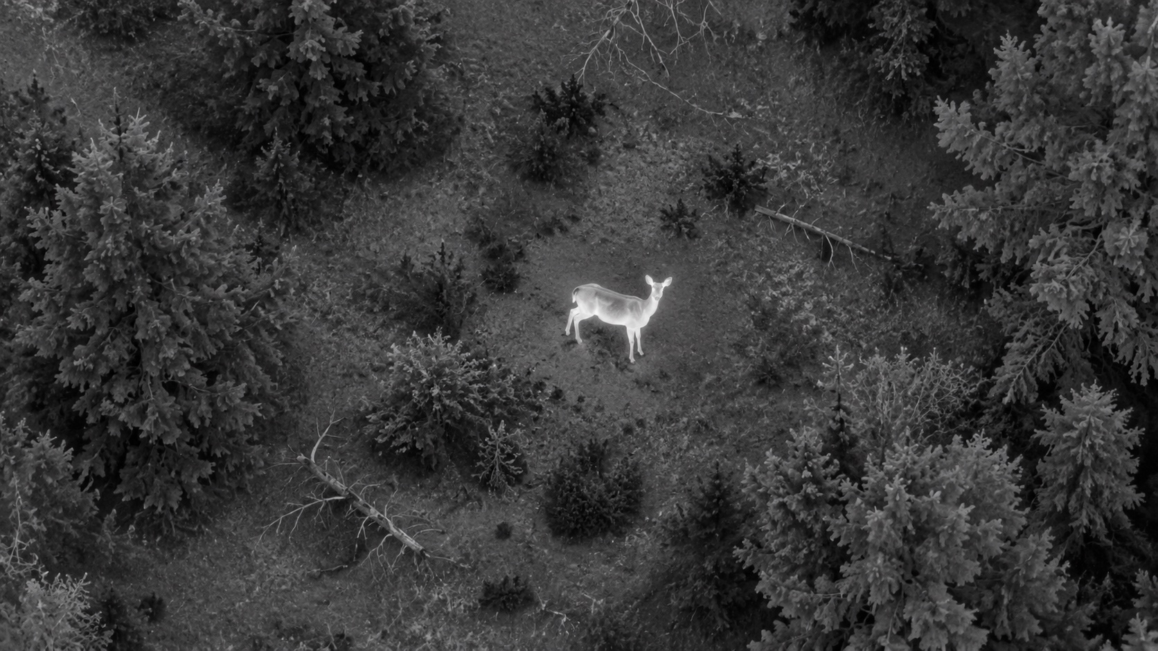Thermal view of a deer standing in a clearing between trees and brush.